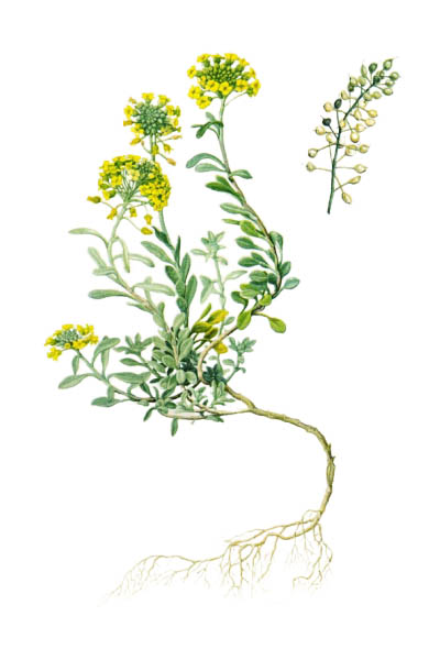 Алиссум горный / Alyssum montanum / Alyssum montanum