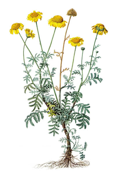 Cota tinctoria / Golden marguerite, yellow chamomile,  oxeye chamomile / Пупавка красильная