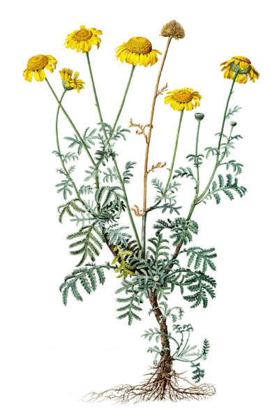 Пупавка красильная / Cota tinctoria / Golden marguerite, yellow chamomile,  oxeye chamomile