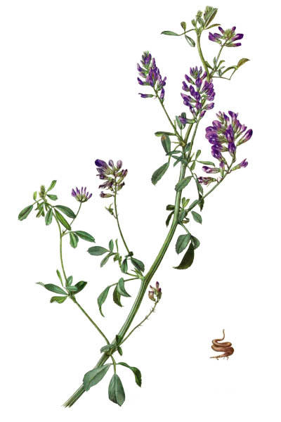 Medicago sativa / Alfalfa, lucerne / Люцерна посевная