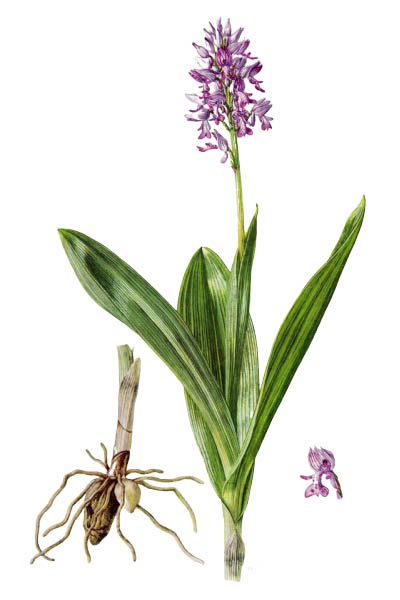 Orchis militaris / Military orchid / Ятрышник шлемоносный