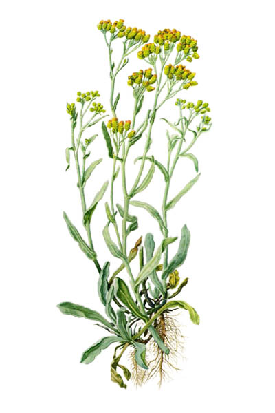 Helichrysum arenarium / Dwarf everlast, immortelle / Бессмертник песчаный