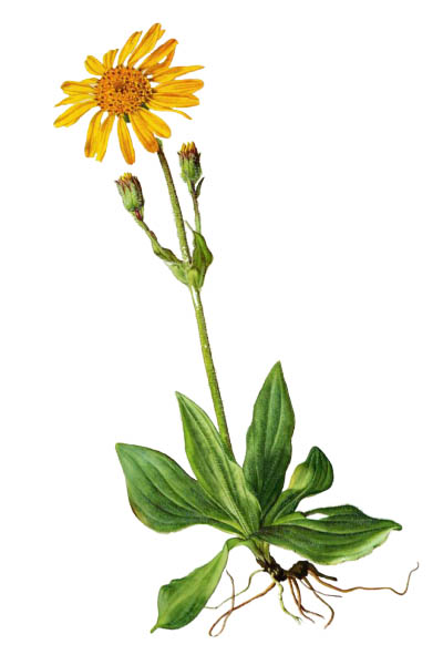 Арника горная / Arnica montana / Wolf's bane, leopard's bane, mountain tobacco, mountain arnica