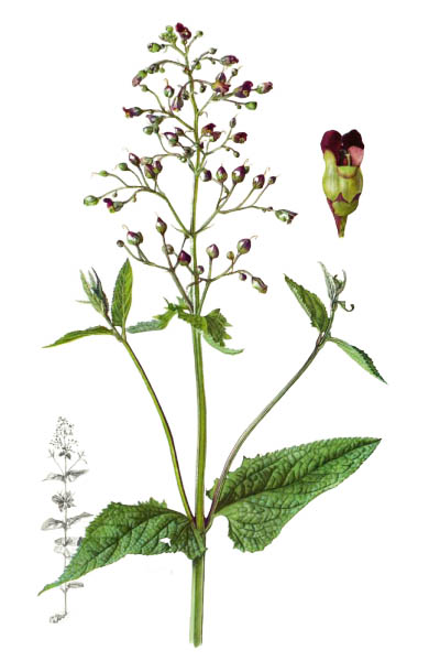 Норичник узловатый / Scrophularia nodosa / Figwort, woodland figwort, common figwort