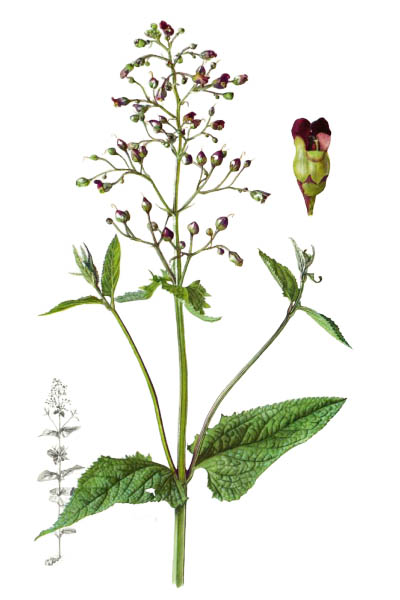 Scrophularia nodosa / Figwort, woodland figwort, common figwort / Норичник узловатый