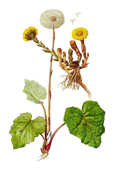 Мать-и-мачеха / Tussilago farfara / Coltsfoot