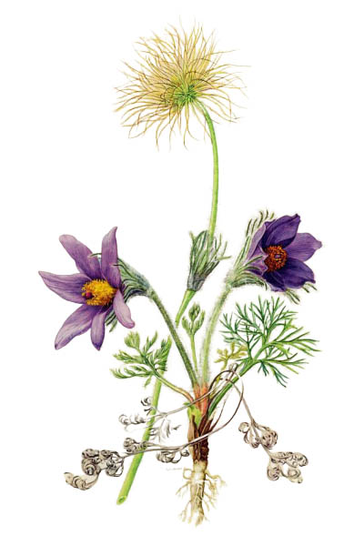 Прострел обыкновенный / Pulsatilla vulgaris / Pasque flower, pasqueflower, common pasque flower, European pasqueflower