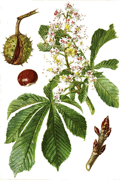 Конский каштан обыкновенный / Aesculus hippocastanum / Horse-chestnut, conker tree