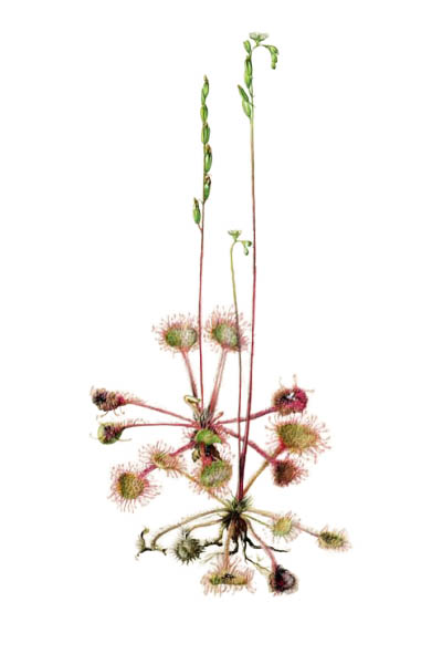 Drosera rotundifolia / Round-leaved sundew, common sundew / Росянка круглолистная