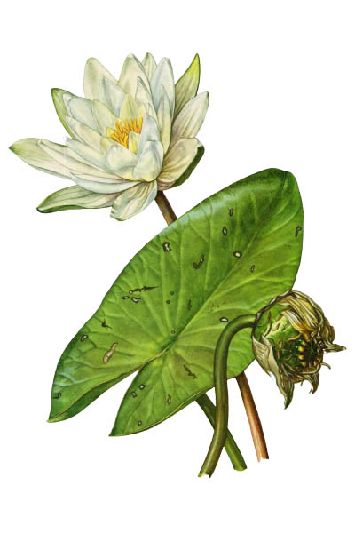 Кувшинка белая / Nymphaea alba / European white water lily, white water rose, white nenuphar