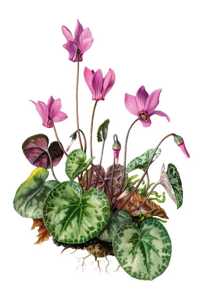 Цикламен / Cyclamen europaeum / Cyclamen, cyclamen europaeum