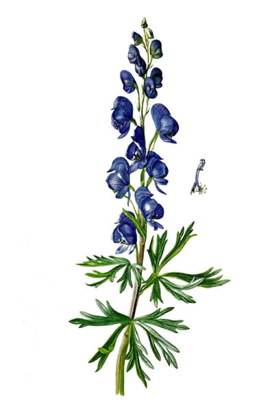 Борец клобучковый / Aconitum napellus / Monk's-hood, aconite, wolfsbane