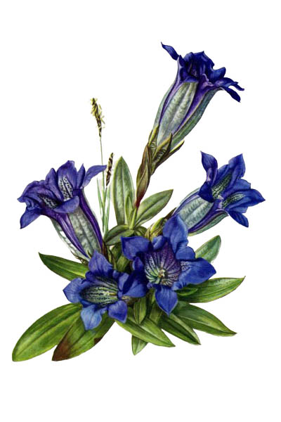 Горечавка Клюза / Gentiana clusii / Clusius gentian