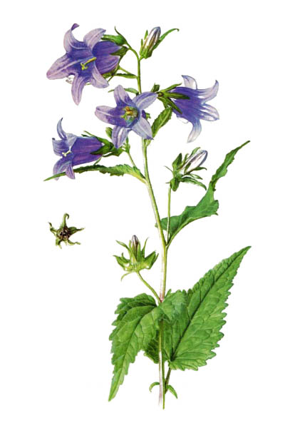 Колокольчик крапиволистный / Campanula trachelium / Nettle-leaved bellflower