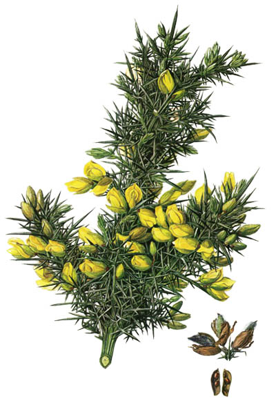 Ulex europaeus / Gorse, common gorse, furze, whin / Улекс европейский