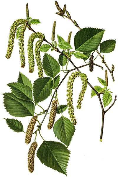 Берёза пушистая / Betula pubescens / Downy birch, moor birch, white birch, European white birch, hairy birch