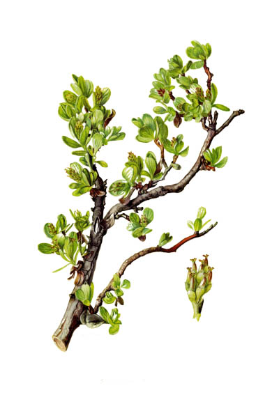 Salix retusa / Willow / Ива туполистная