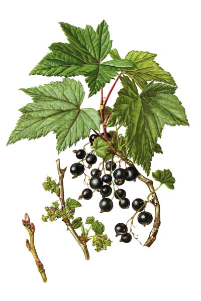 Смородина чёрная / Ribes nigrum / Blackcurrant, black currant