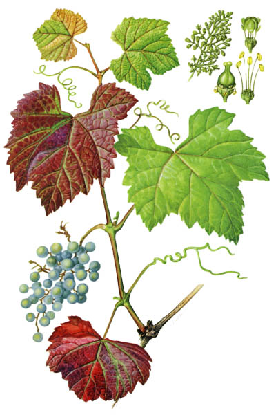 Виноград лесной / Vitis silvestrii / Hubei grape