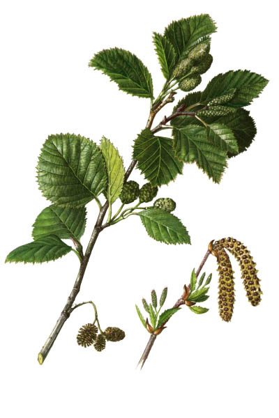 Alnus alnobetula / Alnus viridis, green alder / Ольха зелёная