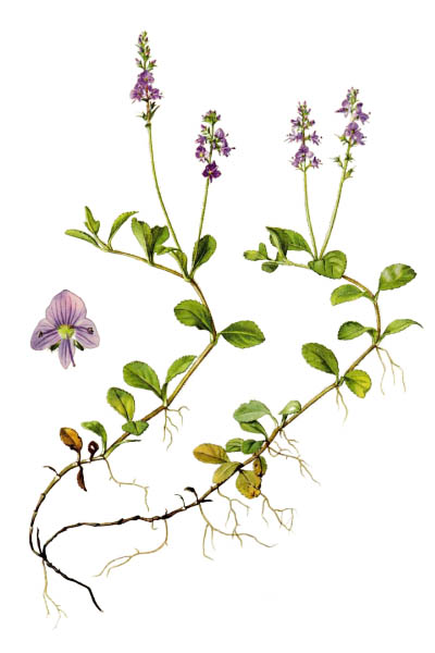 Буквица лекарственная / Stachys officinalis / Common hedgenettle, betony, purple betony, wood betony, bishopwort, bishop's wort