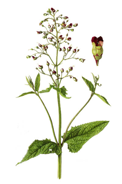 Норичник узловатый / Scrophularia nodosa / Figwort, woodland figwort, common figwort