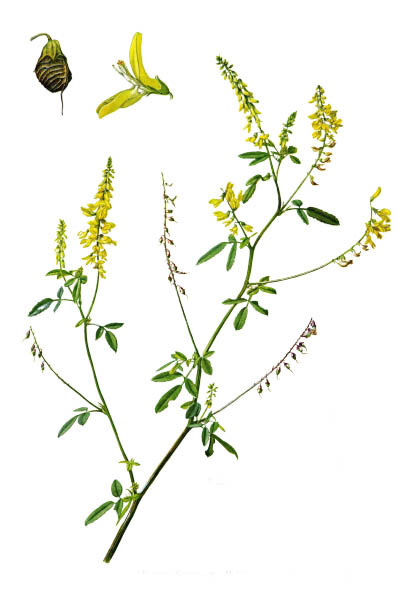 Melilotus officinalis / Yellow sweet clover, yellow melilot, ribbed melilot, common melilot / Донник лекарственный
