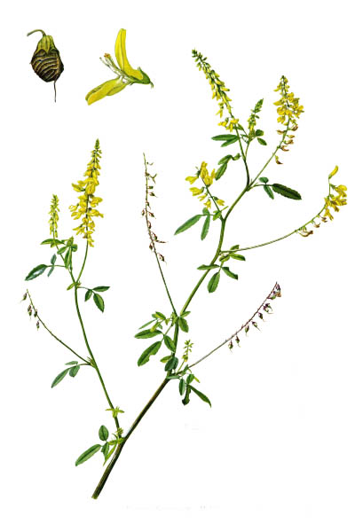 Донник лекарственный / Melilotus officinalis / Yellow sweet clover, yellow melilot, ribbed melilot, common melilot