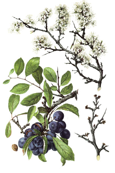 Тёрн / Prunus spinosa / Blackthorn, sloe