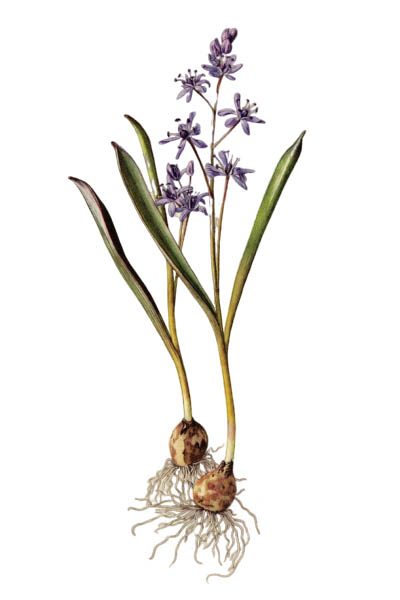 Scilla bifolia / Alpine squill, two-leaf squill / Пролеска двулистная