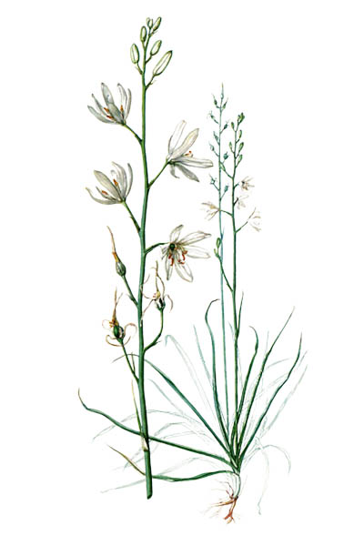Венечник лилиаго / Anthericum liliago / St Bernard's lily