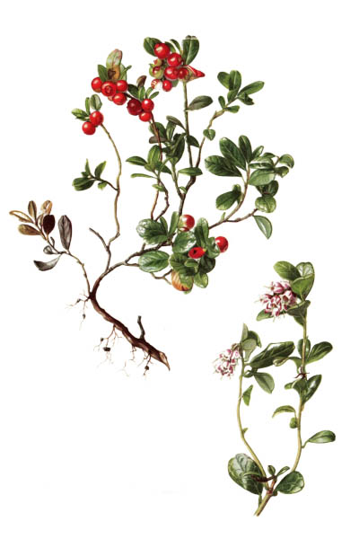 Vaccinium vitis-idaea / Lingonberry, partridgeberry, mountain cranberry, cowberry / Брусника