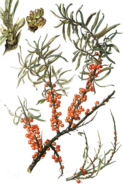 Hippophae rhamnoides / Sea-buckthorn / Облепиха крушиновидная