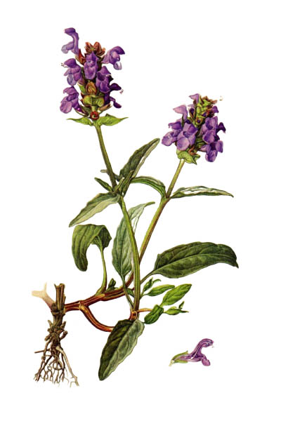 Prunella grandiflora / Large-flowered selfheal / Черноголовка крупноцветковая