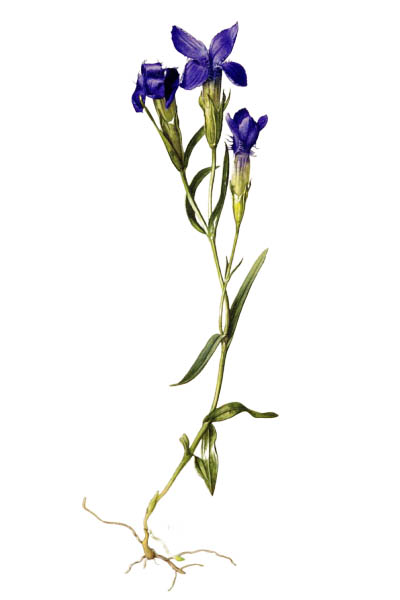 Gentiana cruciata / Star gentian, cross gentian / Горечавка крестовидная