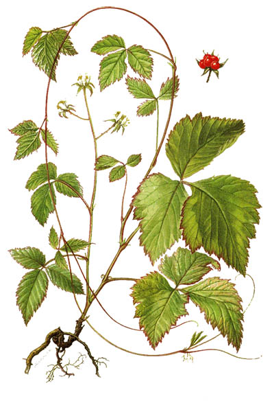 Костяника / Rubus saxatilis / Stone bramble