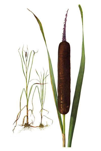 Рогоз широколистный / Typha latifolia / Broadleaf cattail, bulrush, common bulrush, common cattail, great reedmace