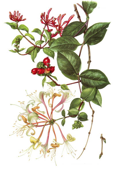 Lonicera periclymenum / Honeysuckle, common honeysuckle, European honeysuckle, woodbine / Жимолость вьющаяся