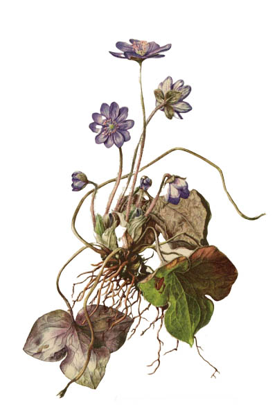 Печёночница благородная / Anemone hepatica / Common hepatica, liverwort, kidneywort, pennywort