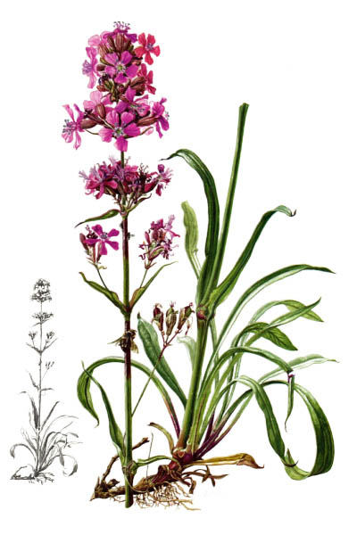 Смолка клейкая / Silene viscaria / Sticky catchfly, clammy campion