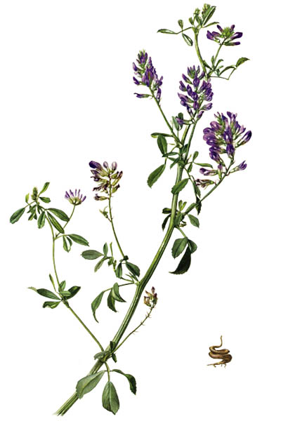 Medicago sativa / Alfalfa, lucerne / Люцерна посевная