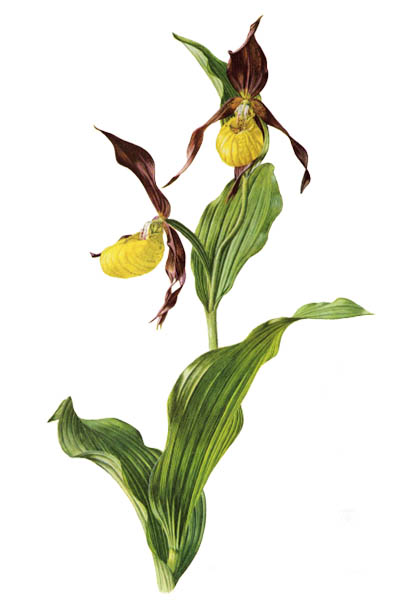 Башмачок настоящий / Cypripedium calceolus / Lady's-slipper orchid