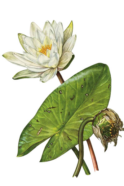 Кувшинка белая / Nymphaea alba / European white water lily, white water rose, white nenuphar
