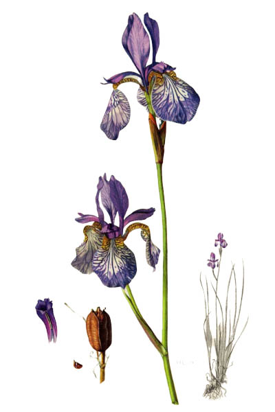 Iris sibirica / Siberian iris, Siberian flag / Ирис сибирский