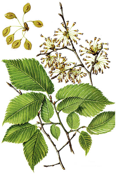 Ulmus laevis / European white elm, fluttering elm, spreading elm, stately elm / Вяз гладкий