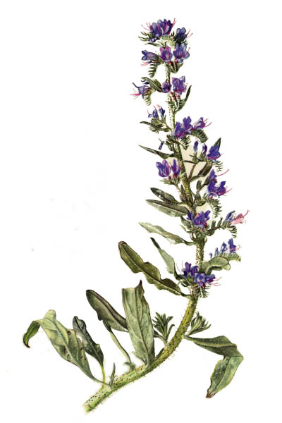 Echium vulgare / Viper's bugloss, blueweed / Синяк обыкновенный