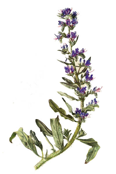 Синяк обыкновенный / Echium vulgare / Viper's bugloss, blueweed