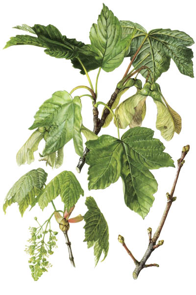 Acer pseudoplatanus / Sycamore, sycamore maple / Клён белый