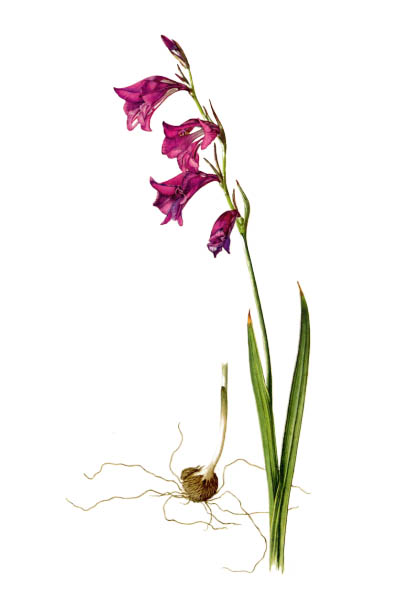 Gladiolus palustris / Marsh gladiolus, sword lily / Шпажник болотный