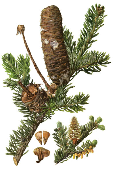 Abies alba / European silver fir, silver fir / Пихта белая